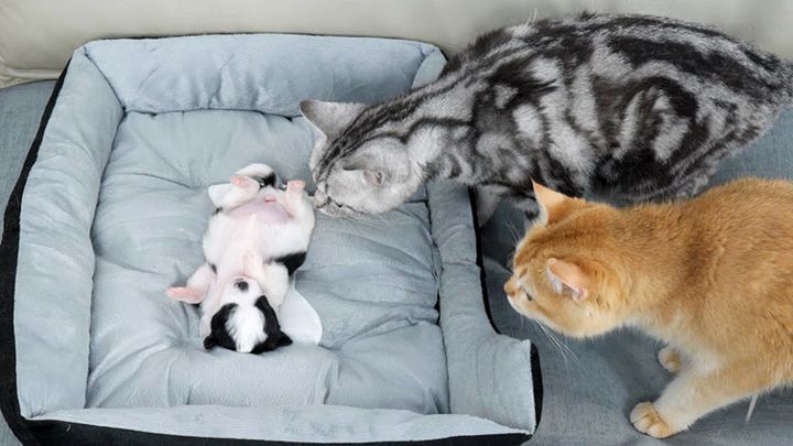 子犬を心配する猫達