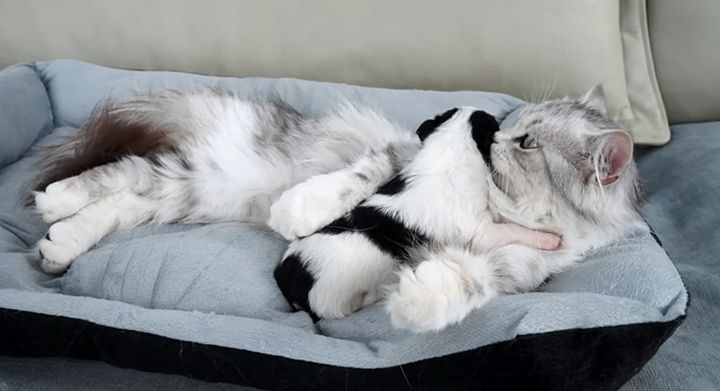 子犬に寄り添う猫