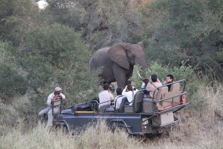 野生動物たちの日常生活にお邪魔。目利きのレンジャーたちの案内で、ビッグファイブのひとつ、アフリカゾウに遭遇。距離が近い！
