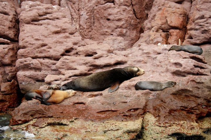 ママと一緒にごろごろする赤ちゃんアシカ。水中にいるとめちゃくちゃわんぱくに。コロニーには400頭ほどのアシカがいるそうで、その様子もまた圧巻