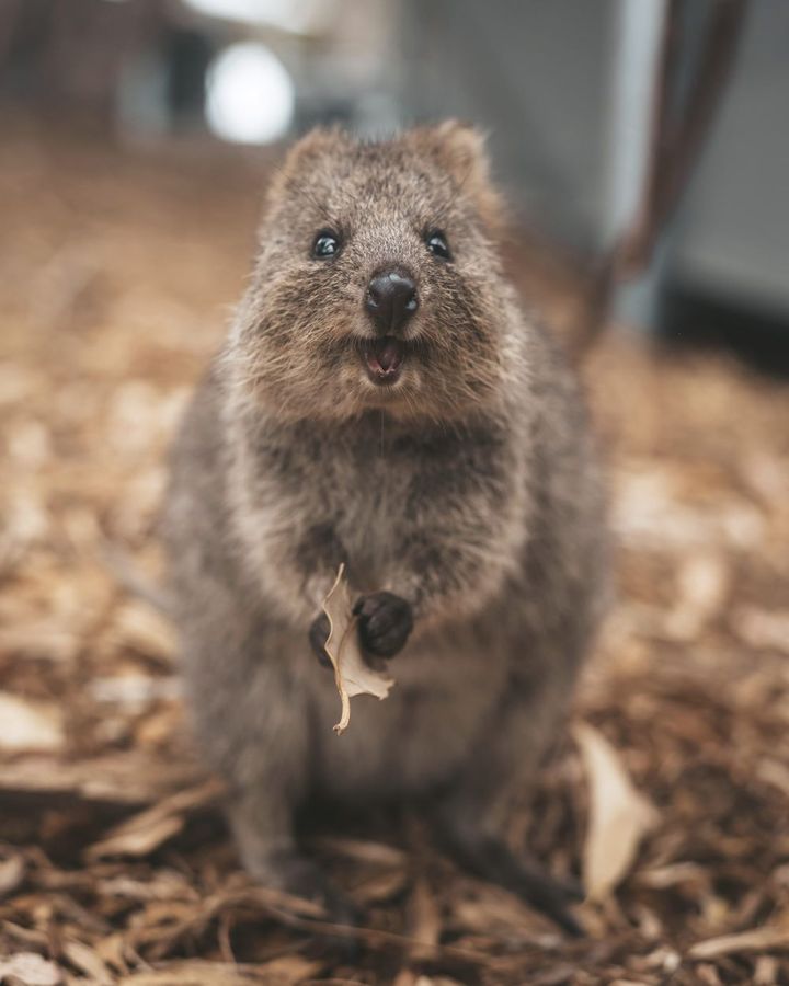 確かに笑っている……！ 人懐こい性格もまたかわゆす。繁殖期の4月～5月ごろに行けば、ママンの袋から顔出す赤ちゃんクオッカという神ショットも撮れるかも？