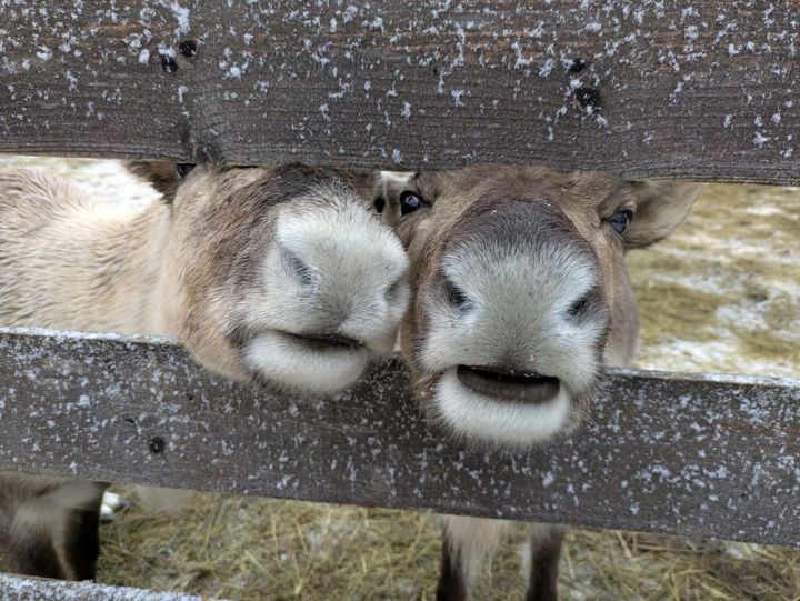 実は鼻の頭まで毛でおおわれているトナカイ。ルドルフはどのへんが赤かったのか……？ なんて無粋なことは考えない。餌をおねだりするトナカイたちのつぶらな瞳に胸キュン