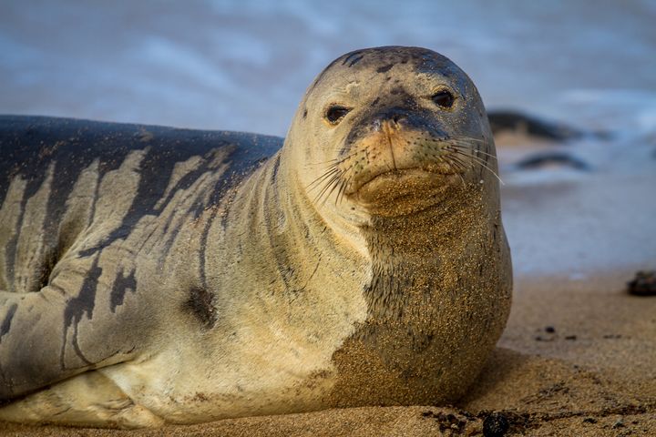 ハワイアン・モンクシールからは15ｍ以上離れなくてはならない。もし見かけたら近づこうとせず、遠くからそっと見守ろう。※写真は望遠レンズで撮影されています。<br>写真提供：Hawaii Tourism Authority; Pierce M. Myers Photography