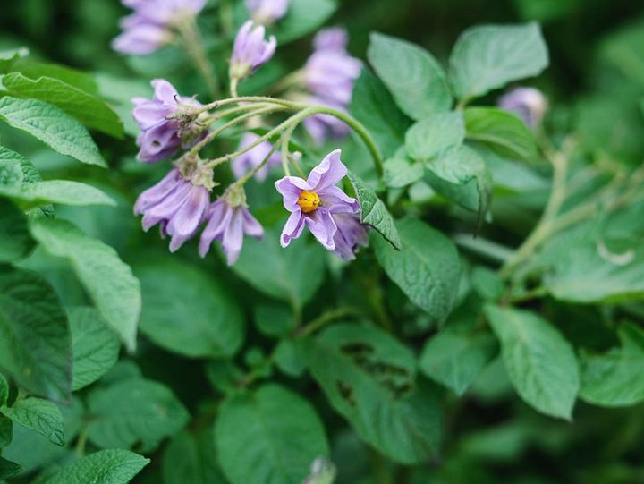 ジャガイモの花