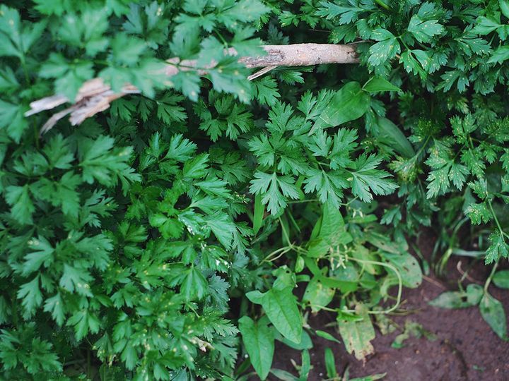 イタリアンパセリ