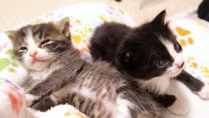 膝の上で眠る子猫達