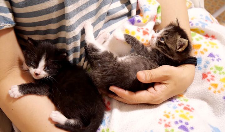 ママに甘える子猫達