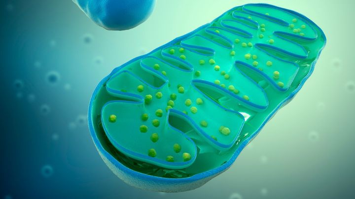 がん細胞は神経細胞からミトコンドリアを盗んで増殖のエネルギー源にできる