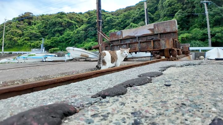 遠くに行った猫