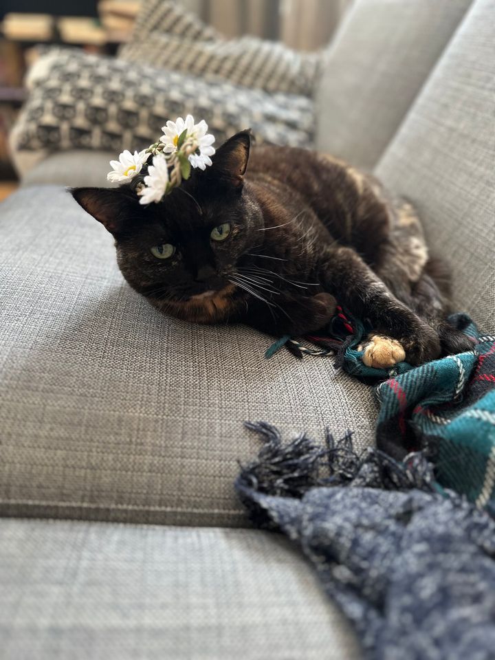 本日の美人猫vol.634