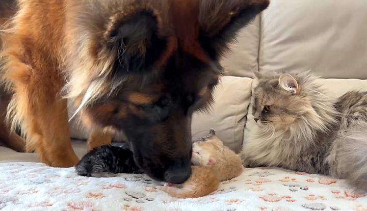 子猫が気になる犬