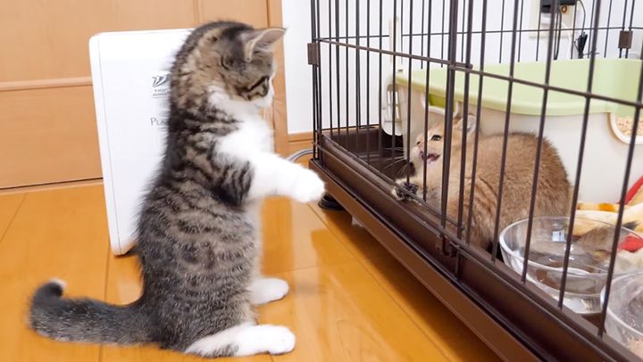 シャーされちゃった子猫