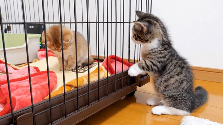 どうしても仲良くなりたい子猫
