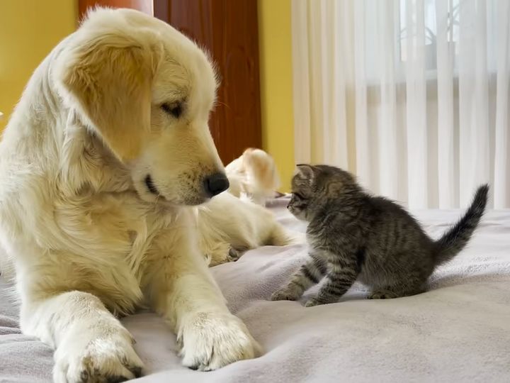レトリバーは子猫と仲良くなれるのか…？