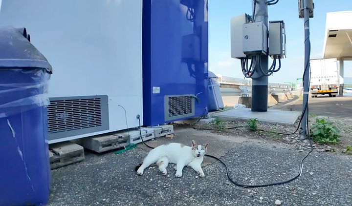 自動販売機裏の猫