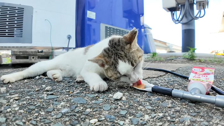 ちゅ〜るに夢中の猫