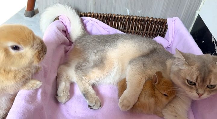 子ウサギを抱きしめる子猫