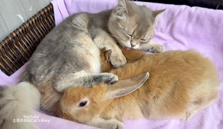 子ウサギを毛づくろいする子猫