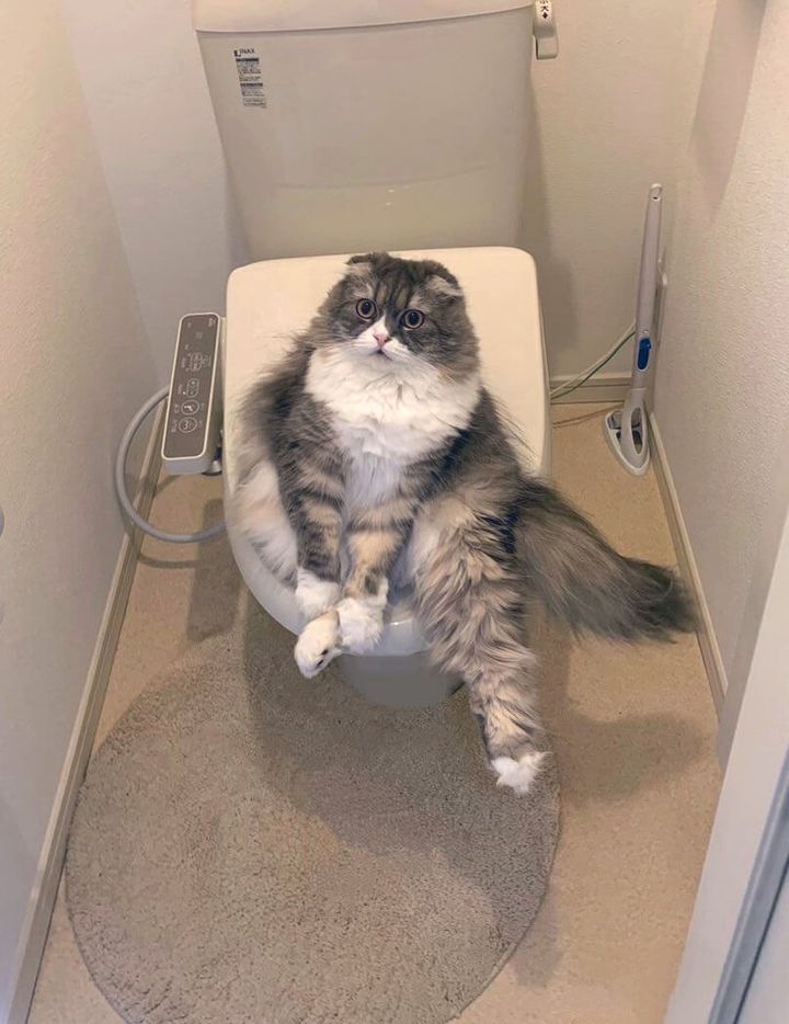 トレイの上に人間みたいに座る猫ちゃん