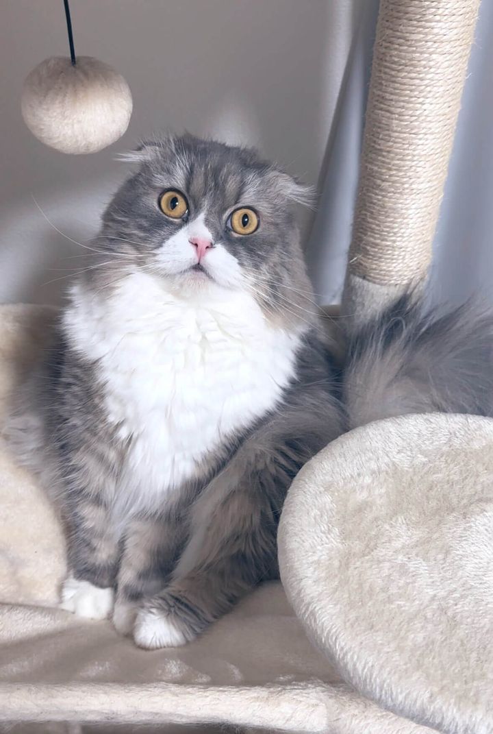 垂れ耳スコティッシュのあめちゃん