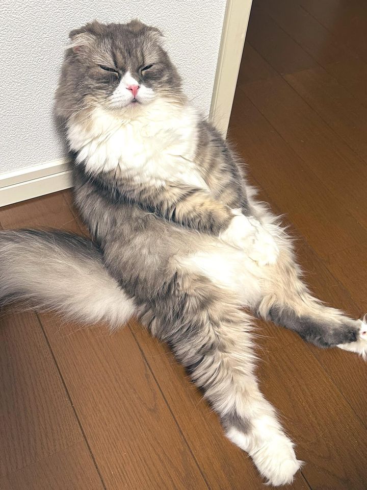 壁にもたれかかる猫ちゃん