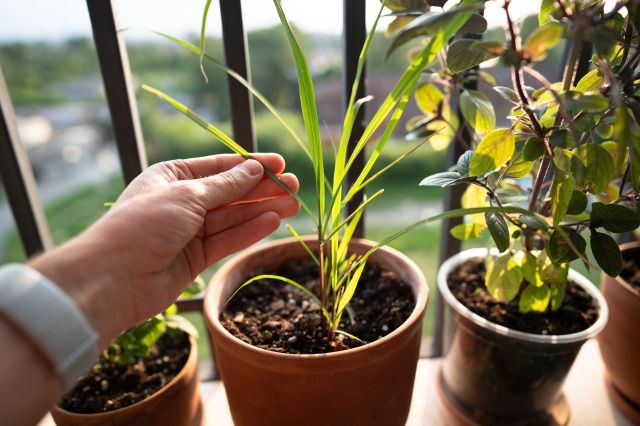 ベランダで育てるレモングラスを手で掴む 植物
