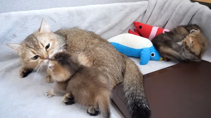 母猫に甘える子猫