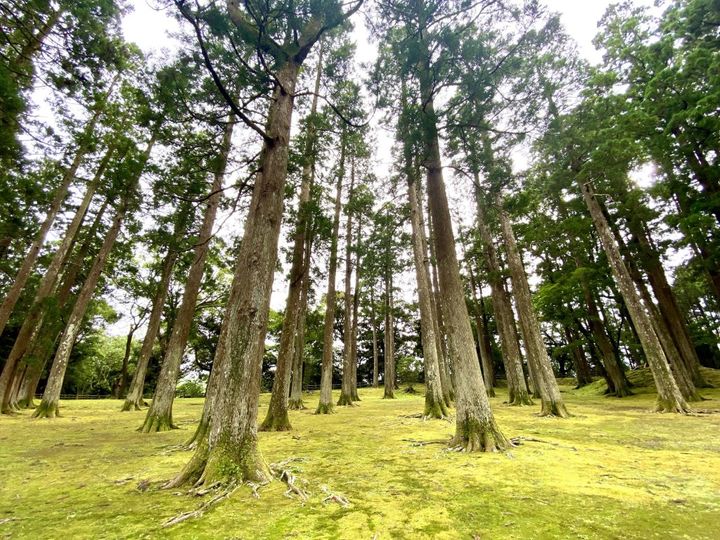 重要伝統的建造物群保存地区「飫肥」の歴史が生んだ無添加の宮崎銘菓「飫肥せんべい」【旅するデザイナーがおすすめするお土産たち！】