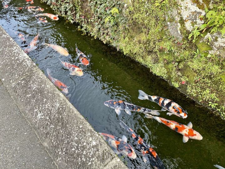重要伝統的建造物群保存地区「飫肥」の歴史が生んだ無添加の宮崎銘菓「飫肥せんべい」【旅するデザイナーがおすすめするお土産たち！】