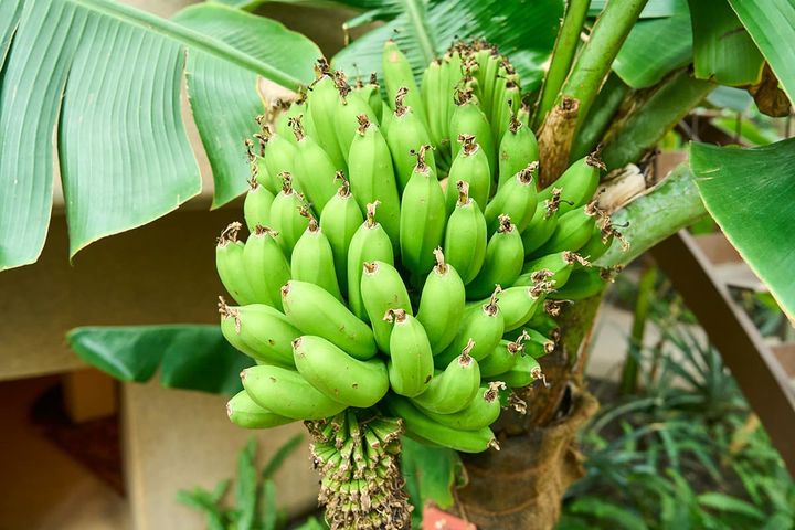 熱帯で栽培される「サンジャクバナナ」。取材時はそろそろ収穫の時期を迎えるころ