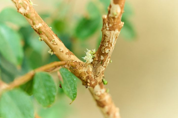 「ジャボチカバ」。南米の植物で直接木につぼみつき、花が咲いて実をつけるのが珍しい