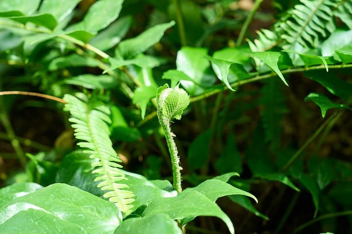 「ゼンマイ」や「ワラビ」など山菜系の植物も見られる