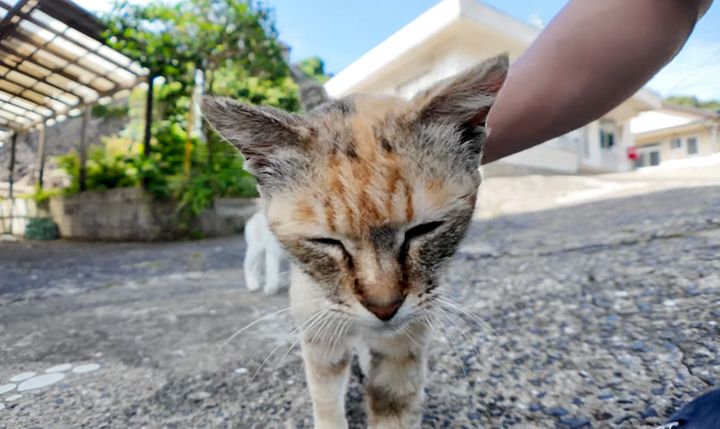 ナデナデされる猫