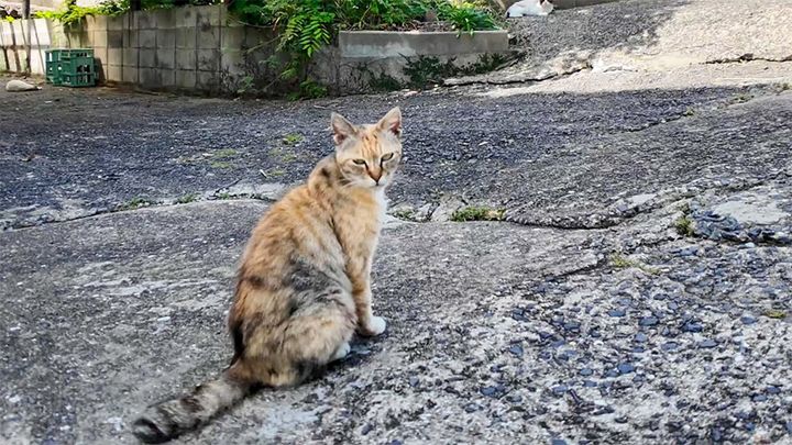猫の集会に早く来すぎた猫