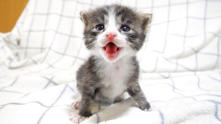 鳴く子猫