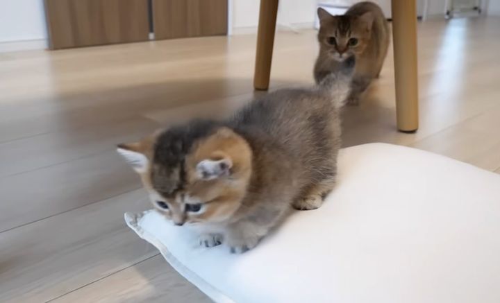 子猫を心配する母猫