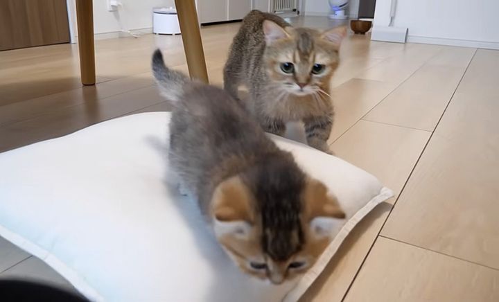 子猫を心配する母猫