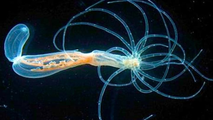イソギンチャクで人体の古代の設計図を発見