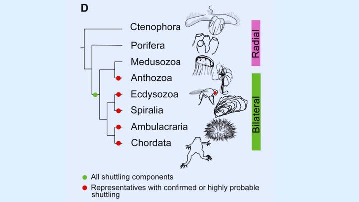 私たちの体はなぜイソギンチャクと共通点を持つのか？