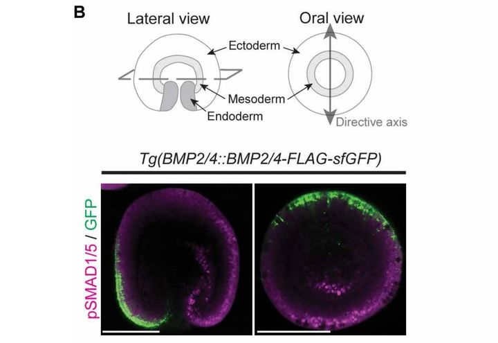 イソギンチャクにもあった人体の設計図