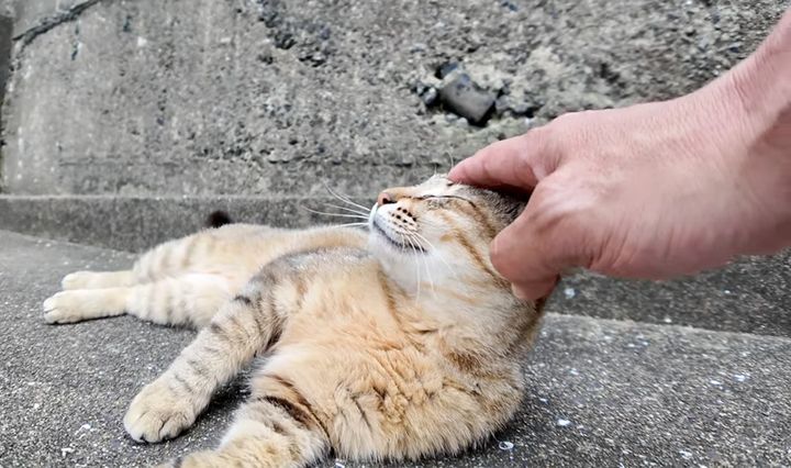 撫でられる猫
