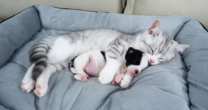 子犬を抱きしめる子猫