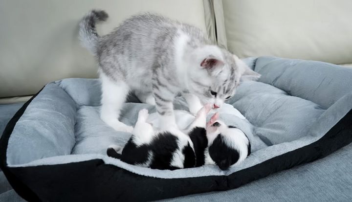 子犬に愛情を注ぐ子猫