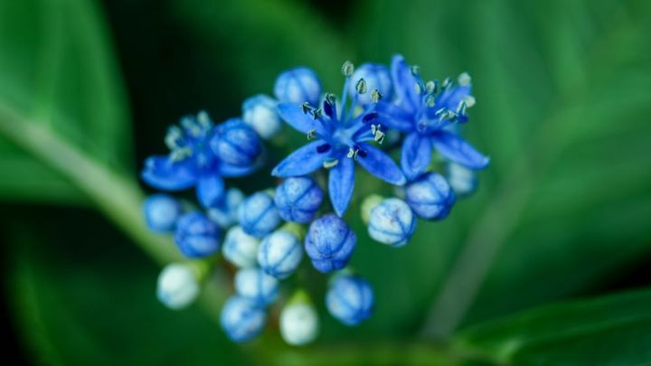 ジョウザンアジサイ