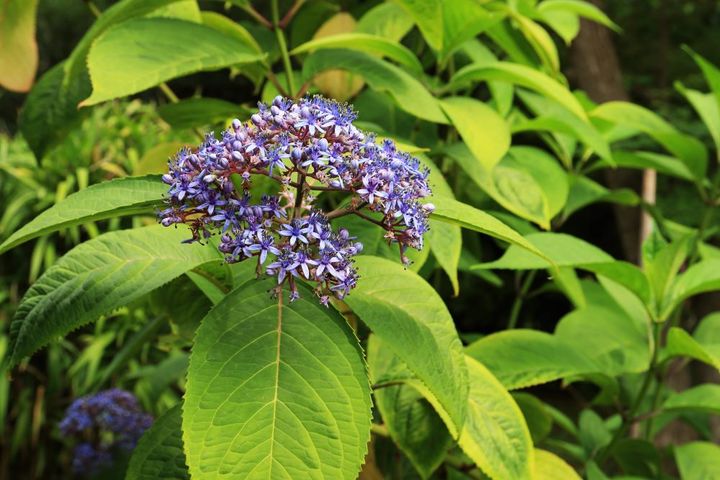 ジョウザンアジサイ