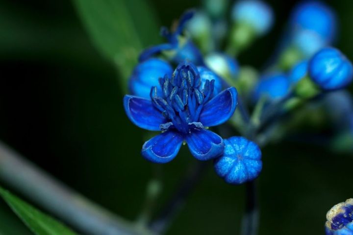 ジョウザンアジサイ