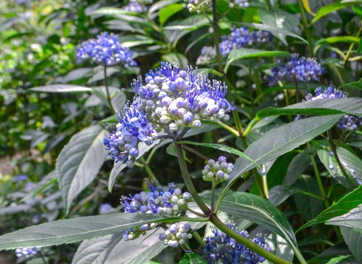 ジョウザンアジサイ