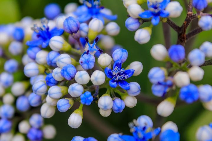 ジョウザンアジサイ