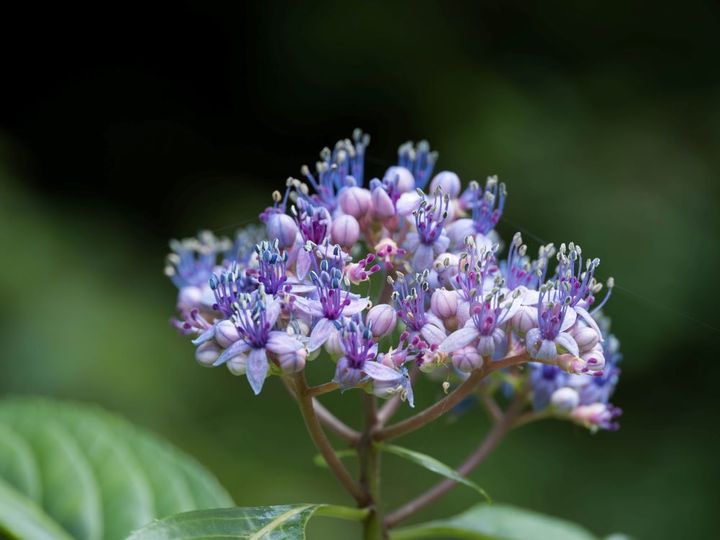 ジョウザンアジサイ