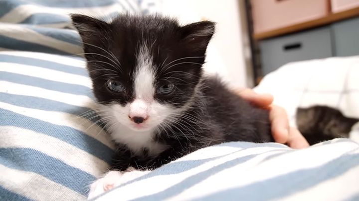 ソファーでママに抱っこされた子猫。安心しながら眠りにつく姿に